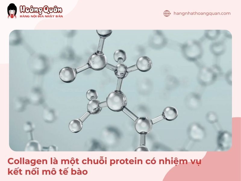 Collagen là một chuỗi protein có nhiệm vụ kết nối mô tế bào