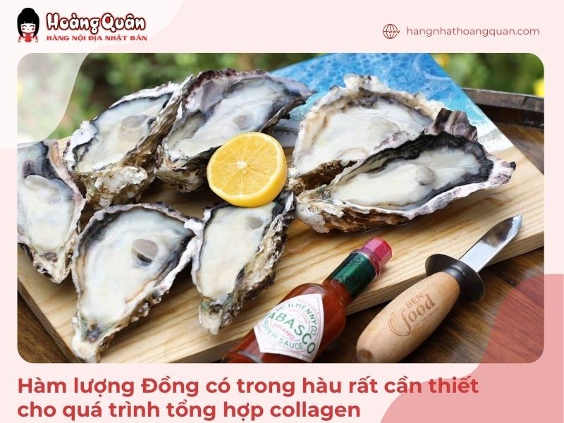 Hàu có tác dụng rất tốt trong quá trình tổng hợp collagen